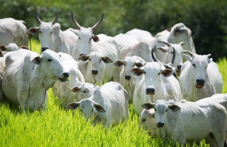 Declaração de Rebanho 2026 em Goiás começa em maio e segue até dia 31