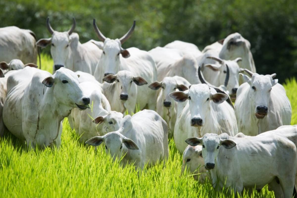 Declaração de Rebanho 2026: primeira etapa começará em 1º de maio e terá prazo de 31 dias em Goiás