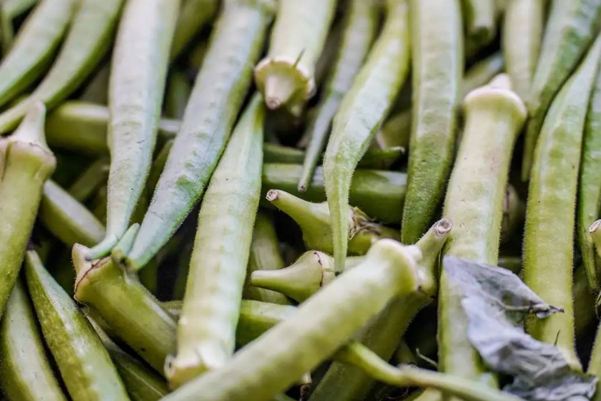 Garantia-Safra: veja lista dos que receberão pagamento em abril