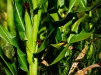 Plantação de milho no Brasil durante desenvolvimento da safrinha com lavoura verde