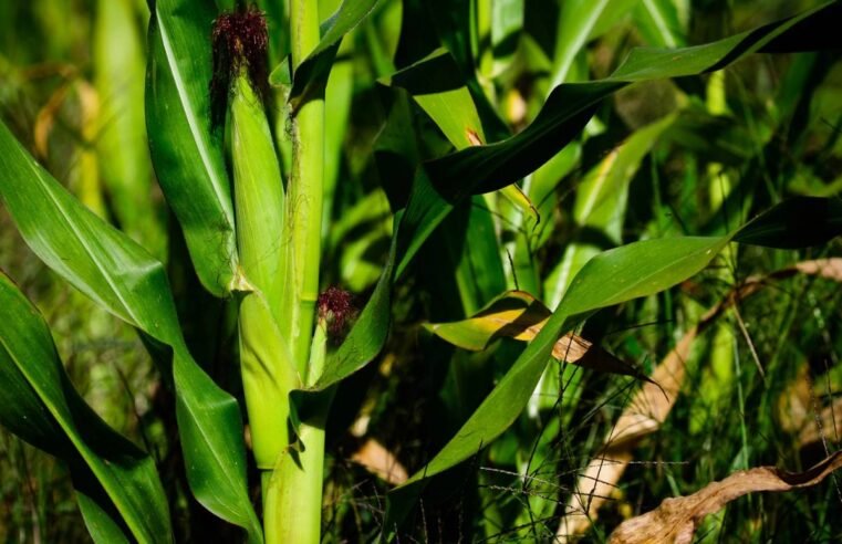 Plantação de milho no Brasil durante desenvolvimento da safrinha com lavoura verde