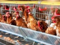 Brasil registra recorde na produção de ovos e chega a 1,6 bilhão de galináceos em 2025