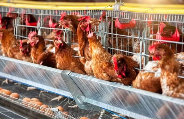 Brasil registra recorde na produção de ovos e chega a 1,6 bilhão de galináceos em 2025