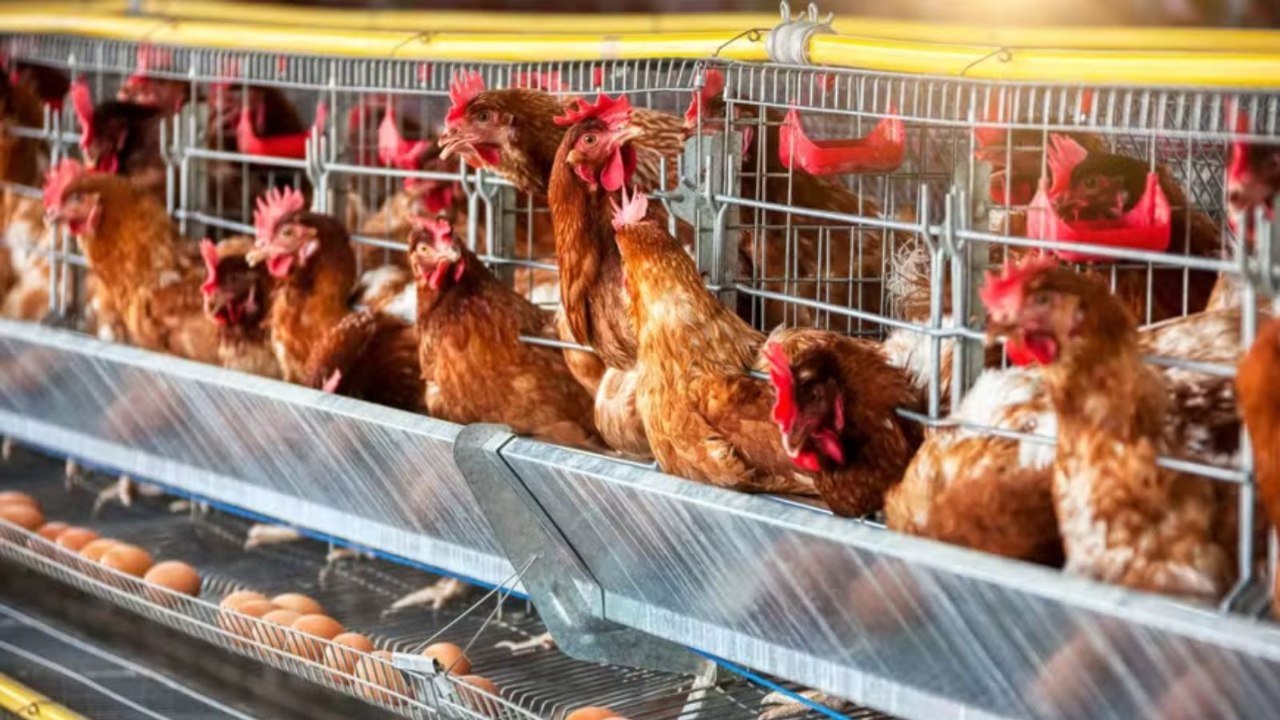 Brasil registra recorde na produção de ovos e chega a 1,6 bilhão de galináceos em 2025