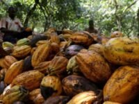 Cacau avança sobre áreas degradadas e amplia fronteira produtiva na Amazônia