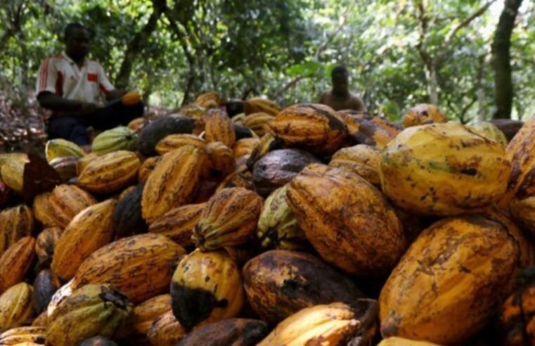 Cacau avança sobre áreas degradadas e amplia fronteira produtiva na Amazônia