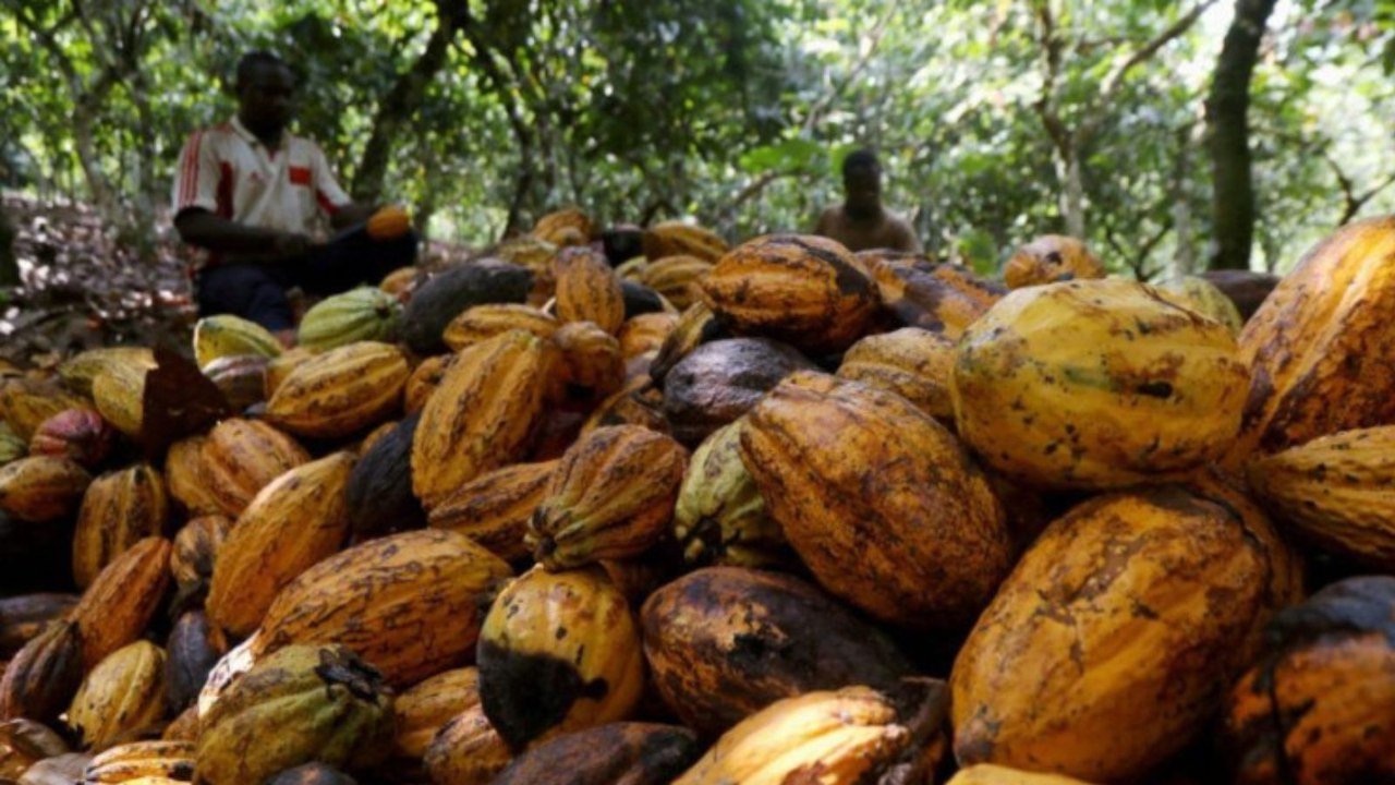 Cacau avança sobre áreas degradadas e amplia fronteira produtiva na Amazônia