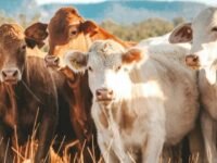 Carne bovina brasileira pode ficar até dois anos fora do mercado da União Europeia