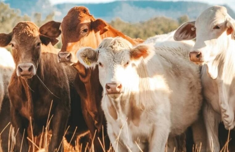 Carne bovina brasileira pode ficar até dois anos fora do mercado da União Europeia
