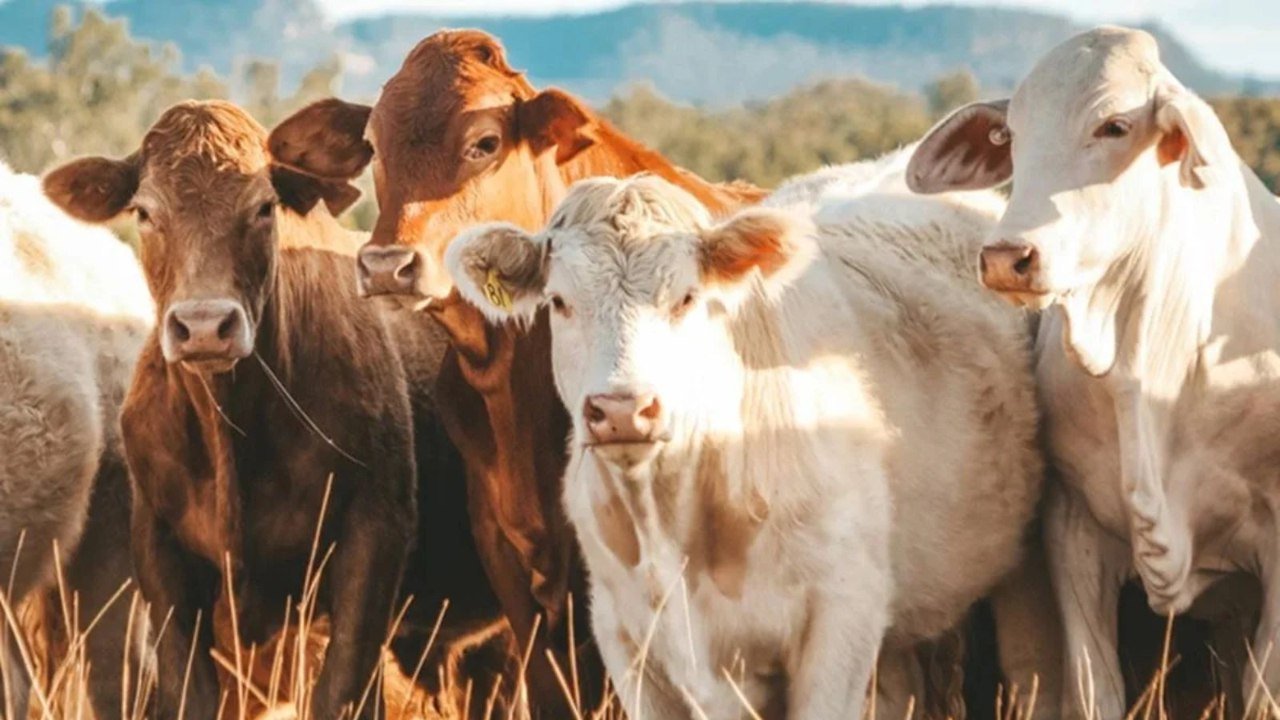 Carne bovina brasileira pode ficar até dois anos fora do mercado da União Europeia