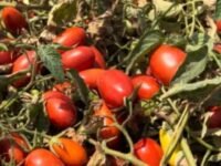 Goiás se destaca na produção de tomate industrial no Brasil