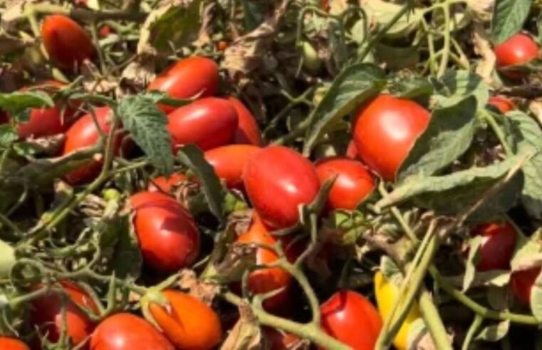 Goiás se destaca na produção de tomate industrial no Brasil