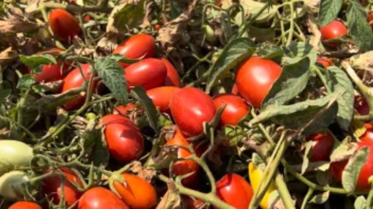 Goiás se destaca na produção de tomate industrial no Brasil